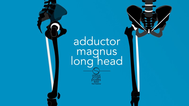 Adductor magnus long head, front and side view. Neil Keleher, Sensational Yoga Poses.