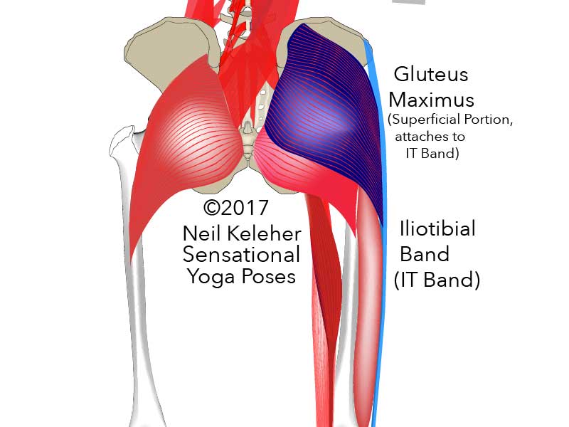 Gluteus maximus superfical portion that attaches to IT band. Neil Keleher, Sensational Yoga Poses.