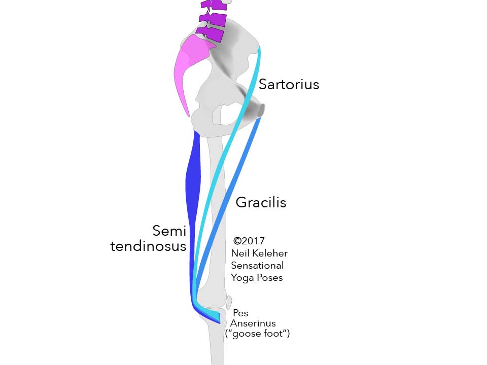 Sartorius, Gracilis and Semitendinosus muscles attaching respectively from ASIC, Pubic synthesis and sitting bone or ischial tuberosity to the inside of the top of the tibia (medial or inside view). Neil Keleher. Sensational Yoga Poses.