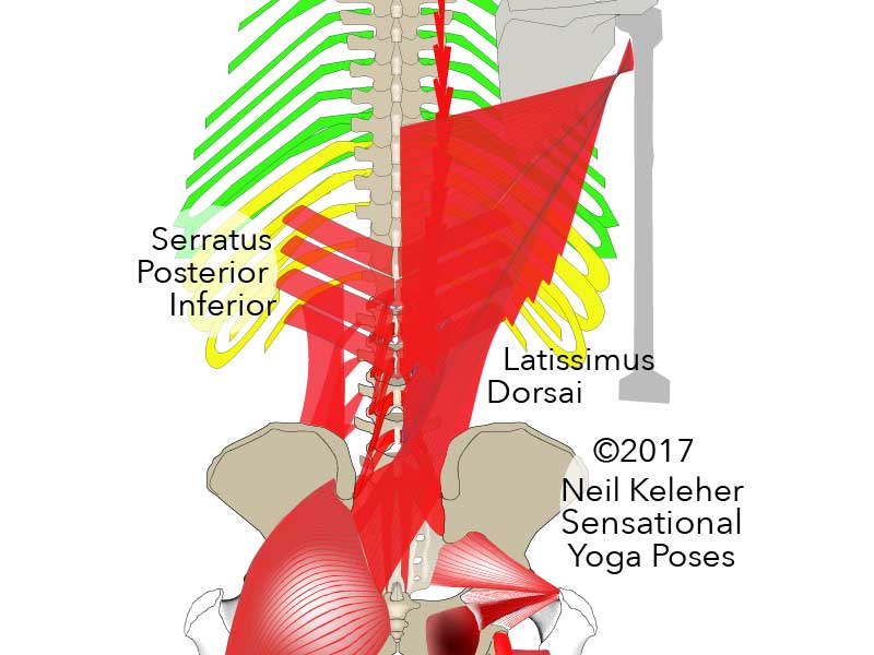 Yoga anatomy rear view of torso showing: serratus posterior inferior, latissimus dorsai with attachments to lower three ribs and oppostie gluteus maximus muscle. Neil Keleher. Sensational Yoga Poses.