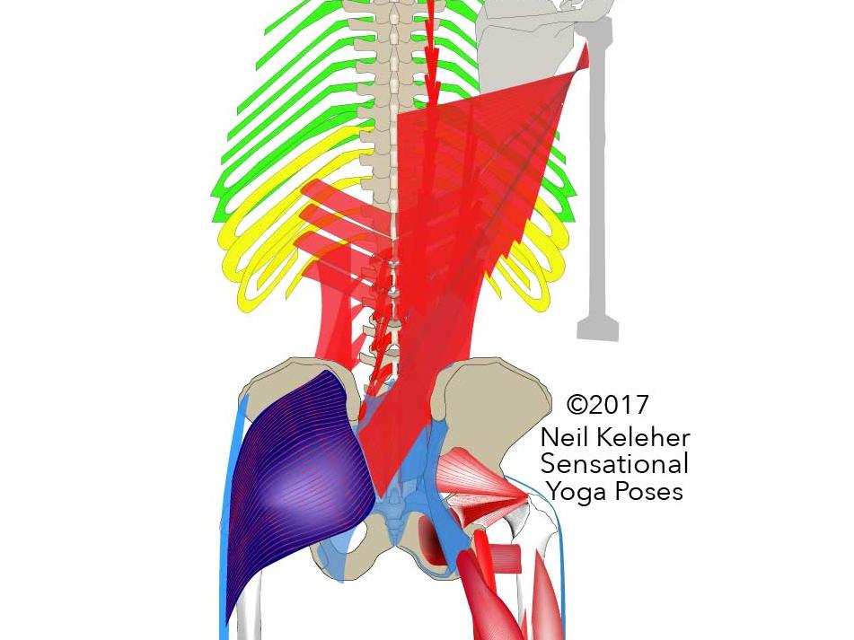 Some of the musculature that acts on the low back including the latissimus dorsai, serratus posterior inferior, quadratus lumborum. Neil Keleher. Sensational Yoga Poses.