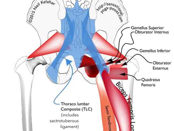 Obturator internus, gemuli and sacrotuberous ligament (as part of the thoracolumbar composite). Neil Keleher. Sensational Yoga Poses.