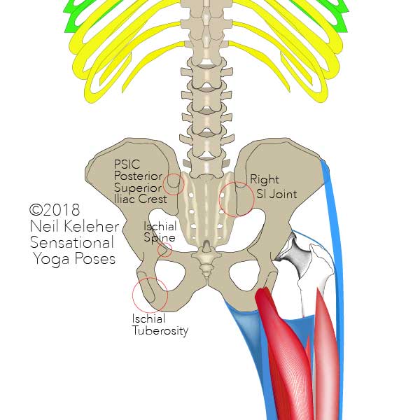 Pelvic landmarks rear view: posterior iliac crest, ischial spine, ischial tuberosity, si jiont. Neil Keleher. Sensational Yoga Poses.