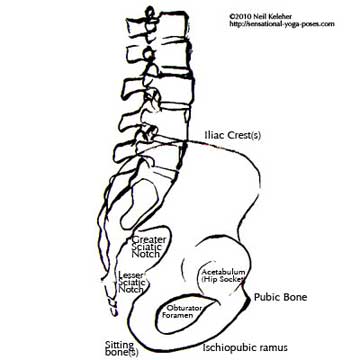 anatomy for yoga, side view of pelvis, sacrum and lumbar spine