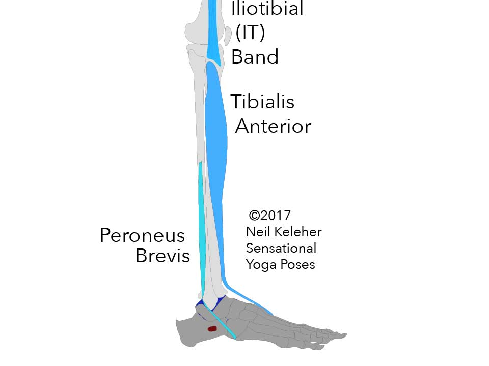 Side view of fibula and tibia and foot showing peroneus brevis and tibialis anterior muscles as well as the bottom end of the IT band. Neil Keleher. Sensational Yoga Poses.