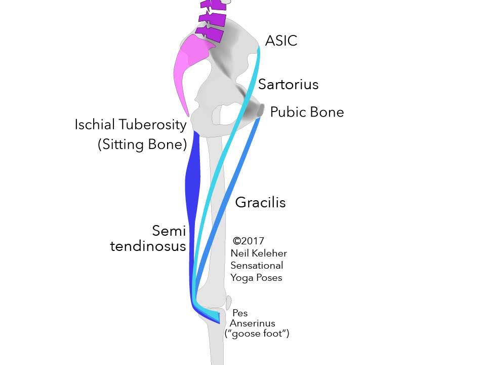 Inner view of thigh showing goose foot or pes anserinus muscles: sartorius, gracilis and semitendinosus. Neil Keleher. Sensational Yoga Poses.