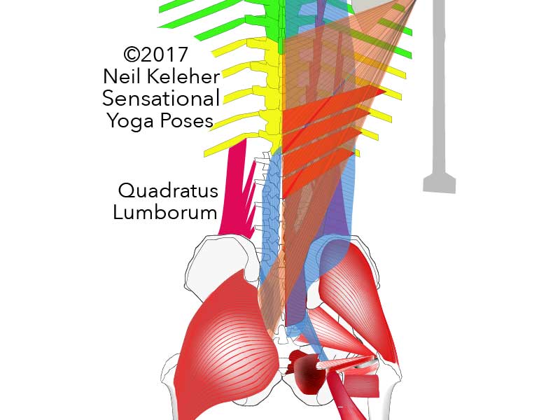 quadratus lumborum. Neil Keleher, Sensational Yoga Poses.