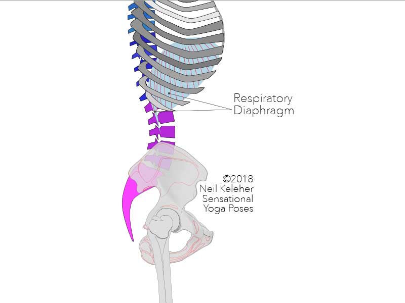Anatomy of the lower back: The respiratory diaphragm attaches to the bottom circumferance of the ribcage. It also has attachments to the upper two or three lumbar vertebrae thus being able to affect the lower back. Neil Keleher, Sensational Yoga Poses.