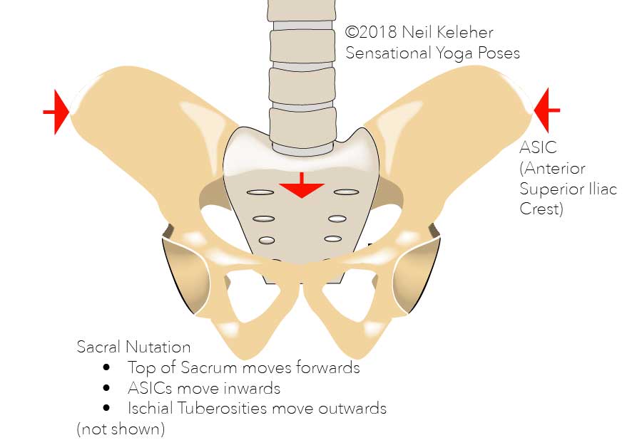Anatomy of the lower back: in sacral nutation the sacrum nods forwards relative to the hip bones. The ASICs move inwards, the ischial tuberosities move outwards and the tailbone moves rearwards. This cause the top diameter of the pelvis to decrease and the bottom diameter to increase. Neil Keleher, Sensational Yoga Poses.