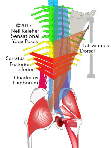 Serratus posterior, quadratus lumborum, latissimus dorsai. Neil Keleher. Sensational Yoga Poses.