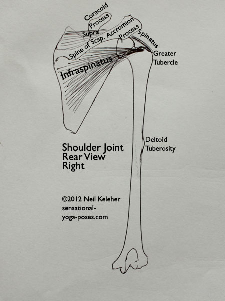 Rotator cuff muscles rear view with scapular landmarks: infraspinatus, supraspinatus, deltoid tuberosity, greater tubercle, scapular spine, coracoid process, accromion process. Neil Keleher. Sensational Yoga Poses.