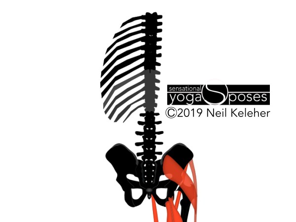 back view of spinal vertebrae, hip bones and ribs. Neil Keleher, Sensational Yoga Poses.