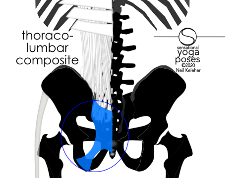 Anatomy of the lower back: The thoracolumbar composite is a fused mass of connective tissue that covers the back of the sacrum, overlaying the spinal erectors and multifidus muscles. It attaches to the backs of the two hip bones and it also blends with the fibers of sacrotuberous ligament. The gluteus maximus muscle attaches to its posterior surface. Neil Keleher, Sensational Yoga Poses.