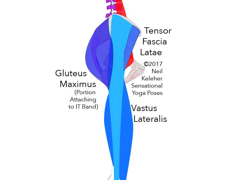 Side view of thigh showing IT Band (not labelled) passing over vastus lateralis. Also at the top the tensor fascia latae. Neil Keleher. Sensational Yoga Poses.