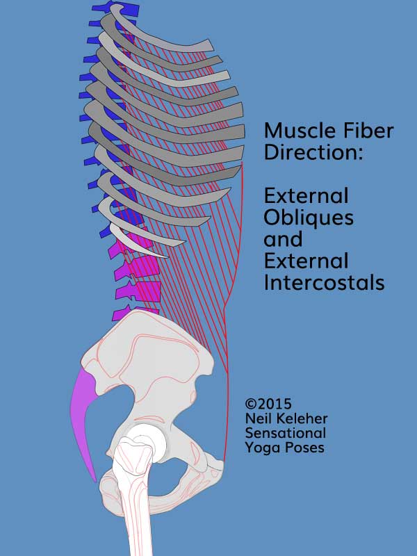 Anatomy of the lower back: The external obliques tend to angle forwards and downwards from the ribs towards the hip bones. The external intercostals angle forwards and downwards between adjacent ribs. Neil Keleher, Sensational Yoga Poses.