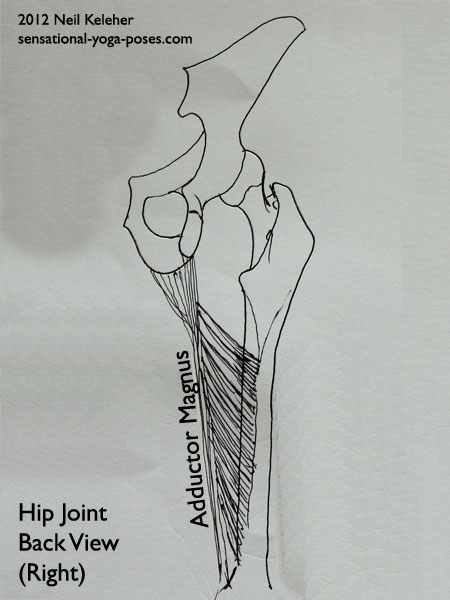 single joint muscles of the hip, adductor magus, front view