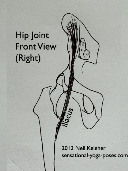 single joint hip flexors, single joint muscles of the hip, iliacus, front view