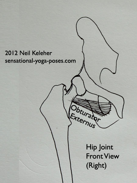 single joint hip flexors, muscles of the hip, obturator externus, front view