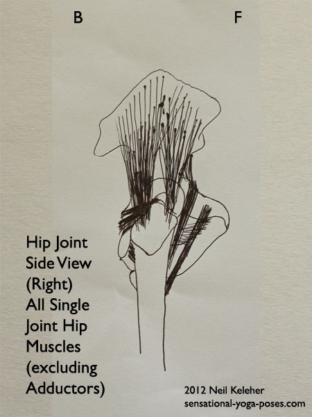 single joint muscles of the hip (excluding adductors) side view