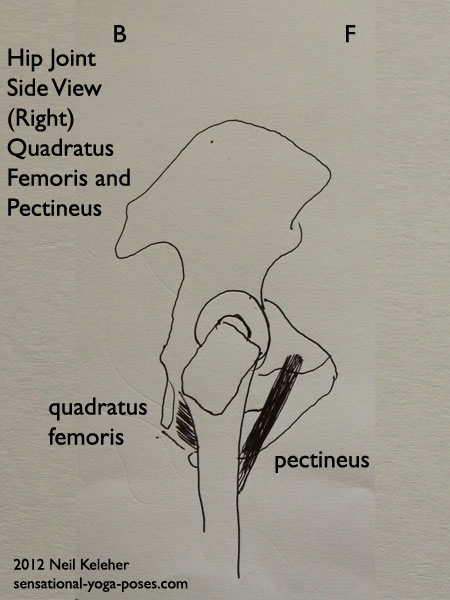 single joint hip flexors, single joint muscles of the hip, pectineus and quadratus femoris