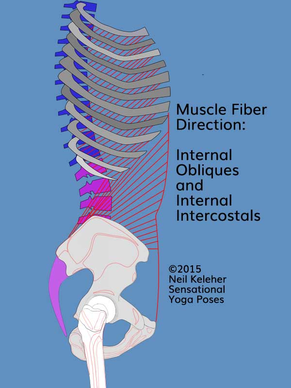 Anatomy of the lower back: The internal obliques tend to angle rearwards and downwards from the ribs towards the hip bones. The internal intercostals angle rearwards and downwards between adjacent ribs. Neil Keleher, Sensational Yoga Poses.