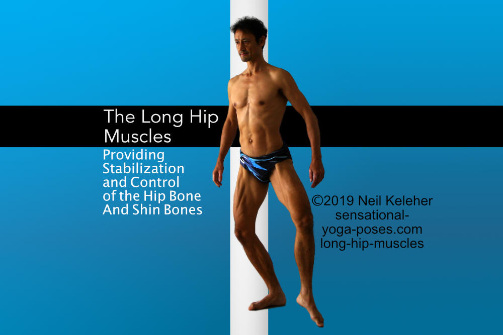 The long hip muscles by Neil Keleher. Sensational Yoga Poses.