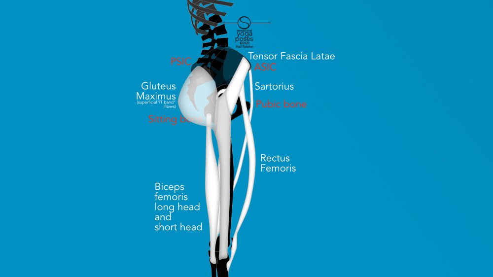ASIC, PSIC, sitting bone, pubic bone, biceps femoris, gluteus maiximus, tensor fascia latae, rectus femoris, sartorius. Neil Keleher, Sensational Yoga Poses.