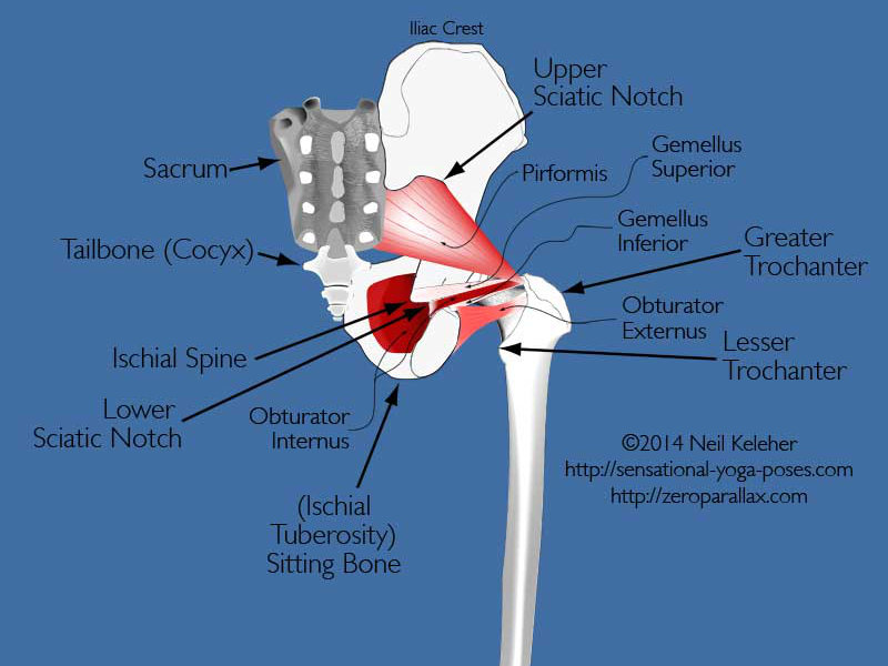 Obturators and gemelli, part of the hip joint suspension system. Neil Keleher, Sensational Yoga Poses.