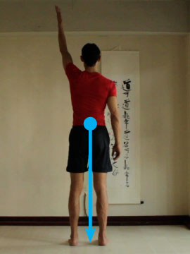 location of center of gravity, body straight and upright
