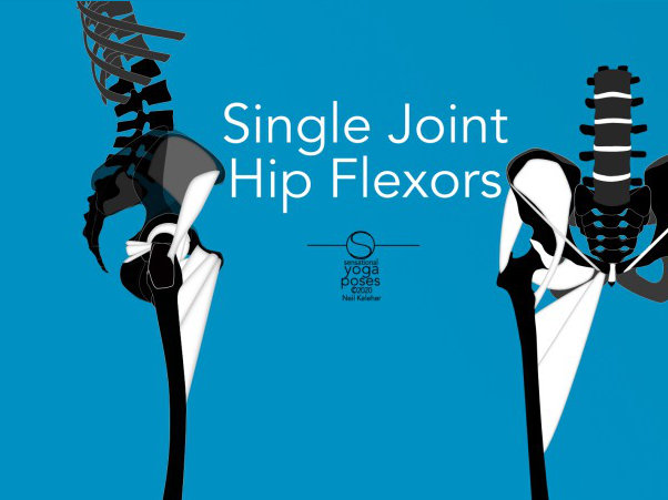 Hip Joint Bicycle Wheel, Keeping The Hub Of The Hip Joint Centered, Neil Keleher, Sensational yoga poses