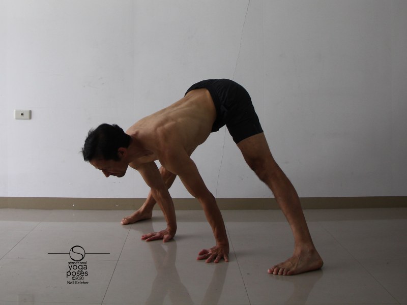 Prasaritta padotanasana A, wide leg standing forward bend with hands on floor and elbows straight. Neil Keleher, Sensational Yoga Poses.