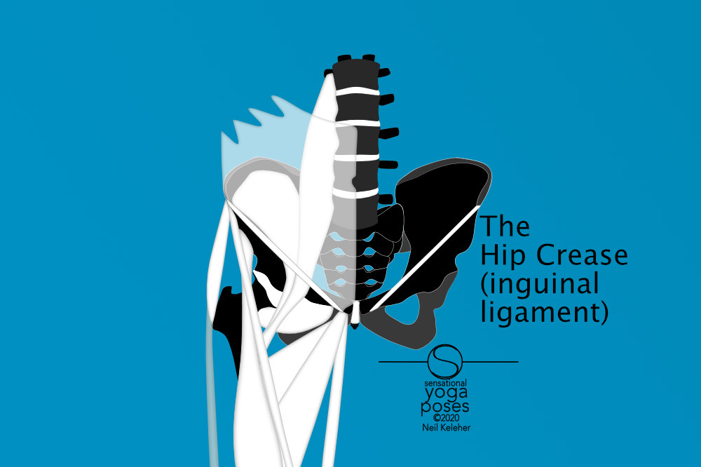 The inguinal ligament is what causes the hip crease, the line between the belly and the inner thigh. Attaching close to the hip crease at the ASIC are the sartorius, rectus femoris and sartorius. Near the Pubic bone is the gracilis, and adductor brevis and longis. Passing under  the inguinal ligament is the psoas and iliacus. Neil Keleher, Sensational Yoga Poses.