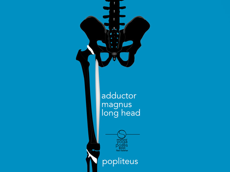 Adductor magnus long head runs from the sitting bone (ischial tuberosity) to the bottom of the inside of the femur, just above the knee. Neil Keleher, Sensational Yoga Poses.