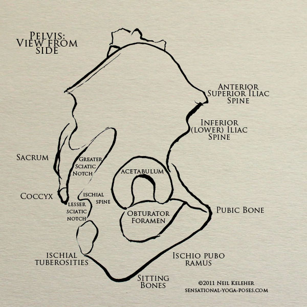 side view of pelvis and sacrum, ischial spine, upper sciatic notch, lower , pubic bone, ishio pubo ramussciatic notch, 