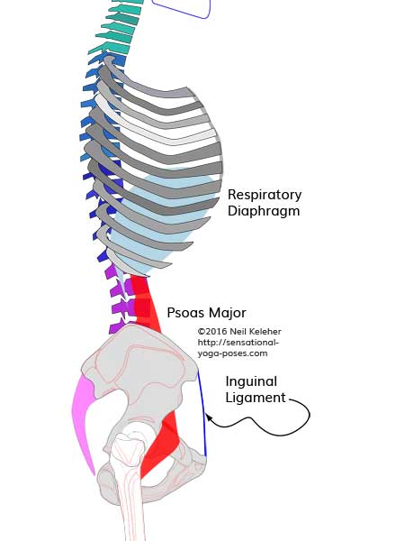 psoas muscle, psoas major side view, psoas muscle wrapping around front of the pelvis