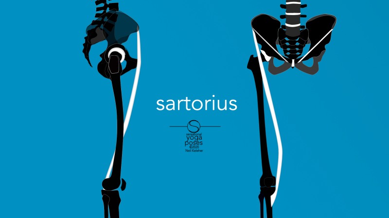 Sartorius, front and side view. Neil Keleher, Sensational Yoga Poses.
