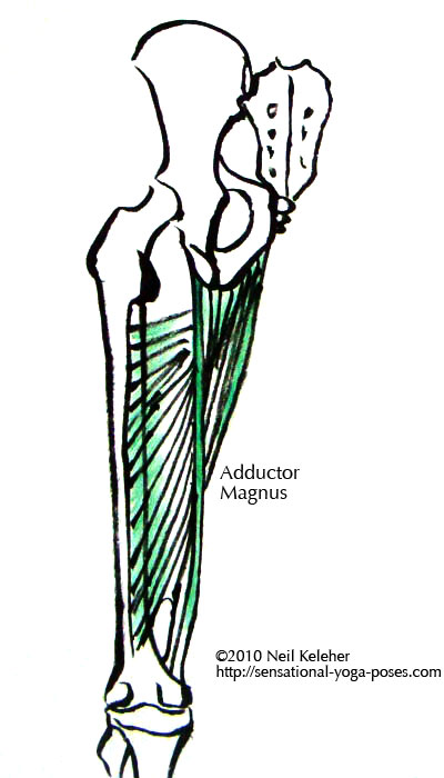 adductor magnus long head and short head. The long head attaches from the sitting bone to the thigh bone just above the inside of the knee. The shorted head attaches all along the ischiopuboramus and from there all along the back of the thigh.