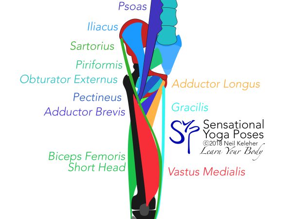 Front view, vastus medials, sartorius, gracilis, adductor longus, adductor brevis. Neil Keleher. Sensational Yoga Poses.