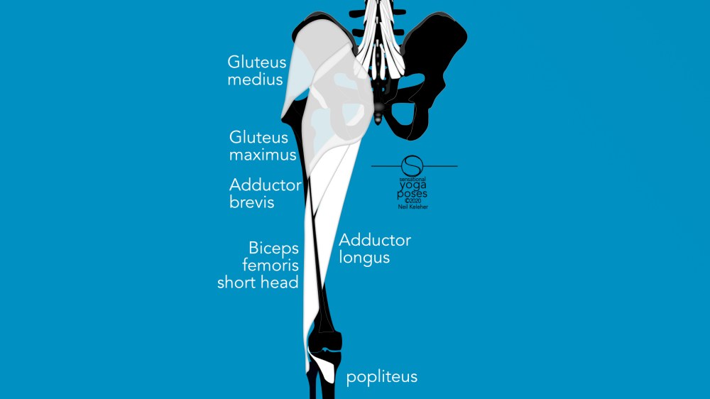 Biceps femoris short head along with gluteus maximus and medius, adductor brevis and longus and popliteus.  Neil Keleher, Sensational Yoga Poses.