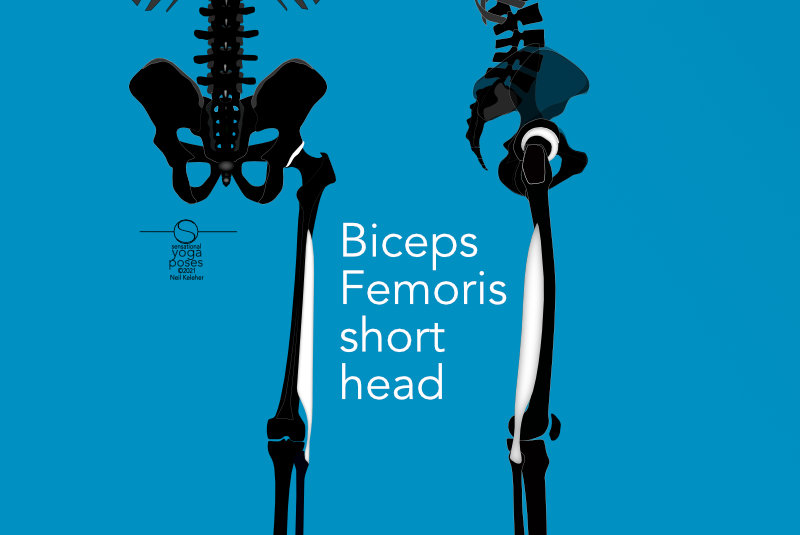 Biceps femoris short head?  Neil Keleher, Sensational Yoga Poses.