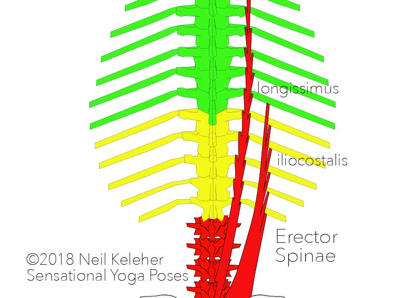The longissimus and iliocostalis are both part of the erector spinae group. Both of these sets of muscles have attachments to the ribs. Neil Keleher. Sensational Yoga Poses.