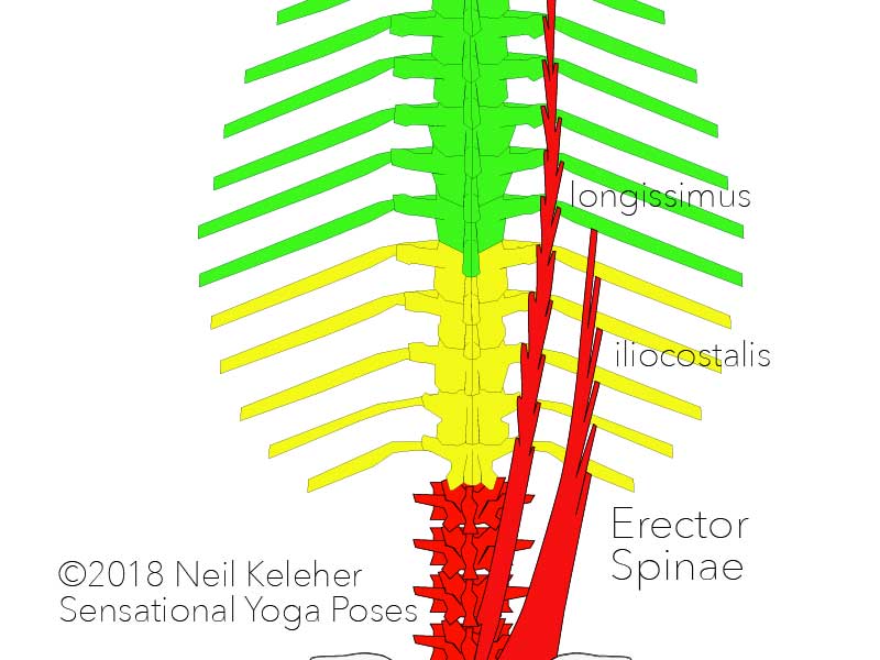 erector spinae