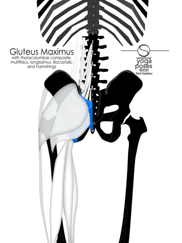 Anatomy of the lower back: Gluteus maximus, hamstrings and lumbar spinal erectors and multifidus. Gluteus maximus can be used to help anchor the lumbar iliocostalis, longissimus and even the multifidus by creating a downwards pull on the PSIS. Likewise the hamstrings. Though they connect to the ischial tuberosities, they too can generate a downwards pull on the PSIS, thus anchoring the aforementioned muscles. Neil Keleher, Sensational Yoga Poses.