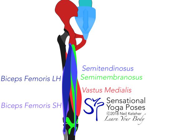 Rear view, Hamstring muscles: biceps femoris, semitendinosus, semimembranosus. Neil Keleher. Sensational Yoga Poses.