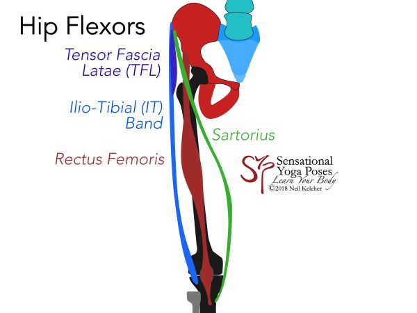 Hip flexors front view including sartorius, rectus femoris, tensor fascia latae (and IT band). Neil Keleher. Sensational Yoga Poses.