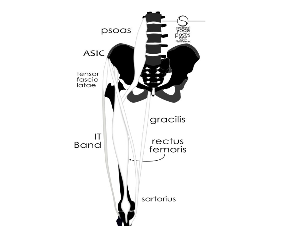 Psoas, tensor fascia latae, rectus femoris, sartorius, gracilis. Neil Keleher, Sensational Yoga Poses.