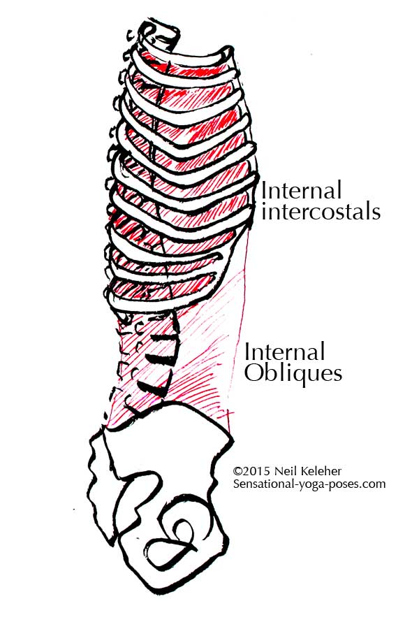 internal obliques and intercostals