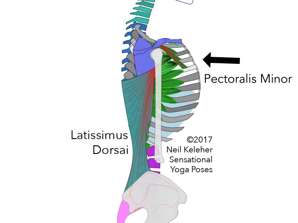 Pectoralis Minor, Anchoring The Front Of The Shoulder Blade Against Upward Pulling, Neil Keleher, Sensational yoga poses