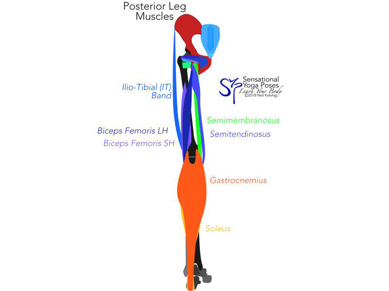 Knee Anatomy For Yoga Teachers, Controlling (And Stabilizing Against) Knee Rotation, Neil Keleher, Sensational yoga poses