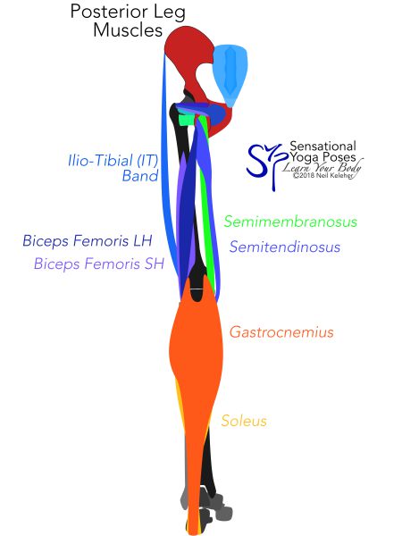 Knee anatomy, rear view: IT band, biceps femoris long head and short head, semitendinosus, semimembranosus, gastrocnemius. Neil Keleher. Sensational Yoga Poses.